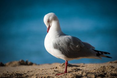 Kırmızı gagalı martı kendini plajda gizliyor.