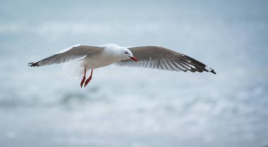 Kırmızı gagalı martı sahilde uçuyor.
