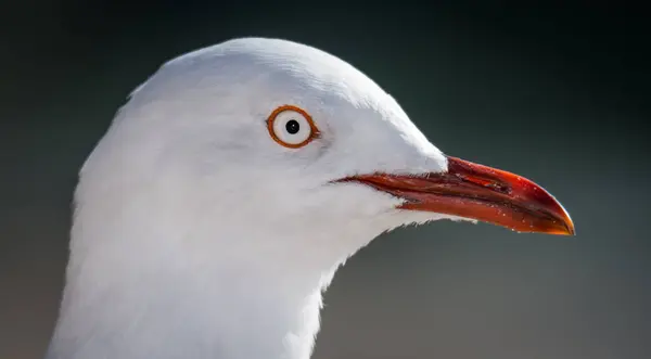 Sahildeki kırmızı gagalı martı, odak alanı dışında izole edilmiş.