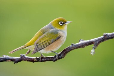 Silvereye ya da balmumu göze tünemiş dallar odak arkaplanından izole edilmiş