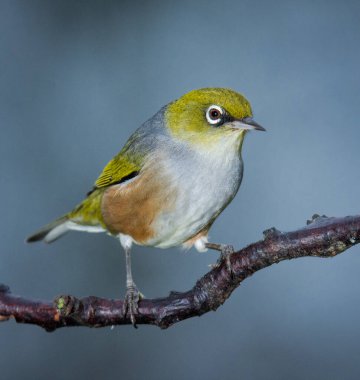 Silvereye or wax eye perched on branch isolated against out of focus background clipart