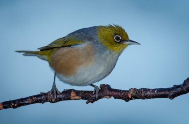 Silvereye or wax eye perched on branch isolated against out of focus background clipart