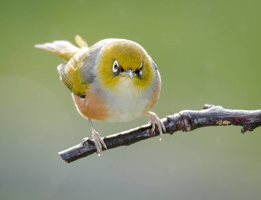 Silvereye ya da balmumu göze tünemiş dallar odak arkaplanından izole edilmiş