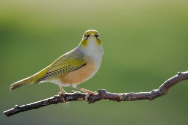 Silvereye or wax eye perched on branch isolated against out of focus background clipart