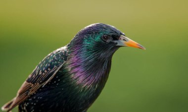 Kış renklerinde bir sığırcığa yakın çekim