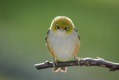 Silvereye ya da balmumu göze tünemiş dallar odak arkaplanından izole edilmiş