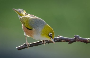 Silvereye or wax eye perched on branch isolated against out of focus background clipart