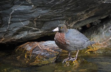 Blue duck or Whio, native to New Zealands mountain rivers and streams clipart