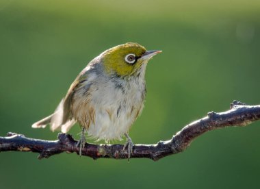 Silvereye ya da balmumu göze tünemiş dallar odak arkaplanından izole edilmiş