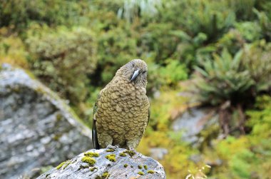 Kea, Yeni Zelanda 'nın Doğal Alp Papağanı