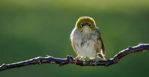 Silvereye ya da balmumu göze tünemiş dallar odak arkaplanından izole edilmiş
