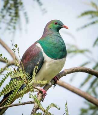 Kereru or New Zealand wood Pidgeon sitting in a tree clipart