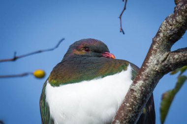 Kereru or New Zealand wood Pidgeon sitting in a tree clipart