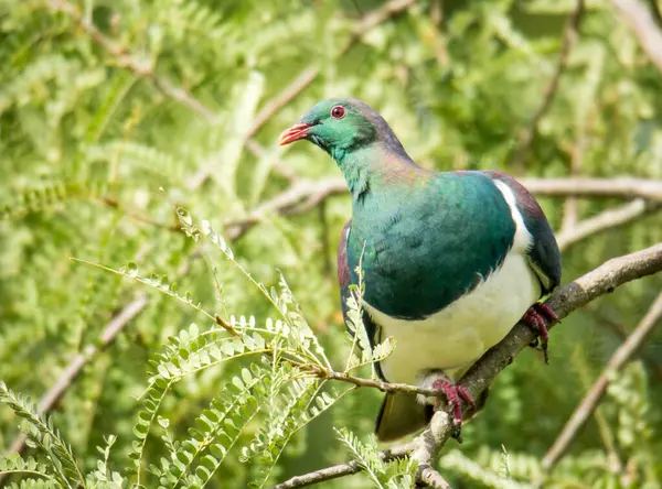 Kereru ya da Yeni Zelanda Tahta Güvercini ağaçta oturuyor