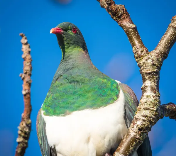 stock image Kereru or New Zealand wood Pidgeon sitting in a tree