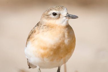 Dotterel 'in foto-fotografını Odak Noktası' nın dışında...