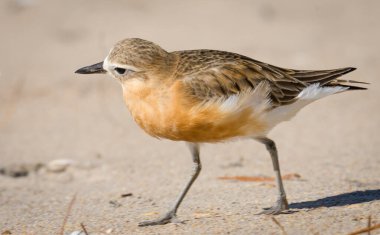 Dotterel 'in foto-fotografını Odak Noktası' nın dışında...