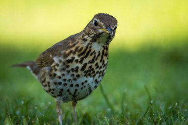 Solucanları ve böcekleri yeşil çimlerde avlayan ardıç kuşu