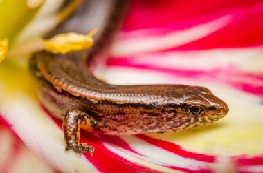 New Zealand striped skink resting on colorful flower clipart