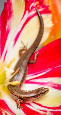 New Zealand striped skink resting on colorful flower clipart