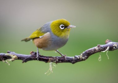 Silvereye ya da balmumu göze tünemiş dallar odak arkaplanından izole edilmiş