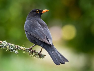 Bir dalın üzerine tünemiş bir karatavuğa yaklaş