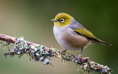 Silvereye ya da balmumu göze tünemiş dallar odak arkaplanından izole edilmiş
