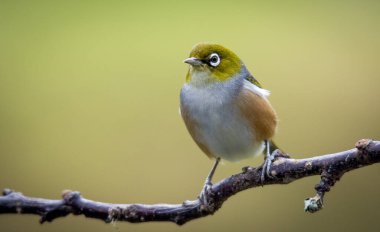 Silvereye ya da balmumu göze tünemiş dallar odak arkaplanından izole edilmiş