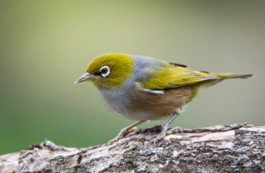 Silvereye ya da balmumu göze tünemiş dallar odak arkaplanından izole edilmiş