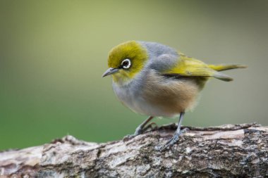 Silvereye ya da balmumu göze tünemiş dallar odak arkaplanından izole edilmiş