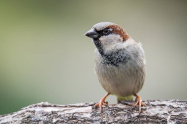 Bir dala tünemiş Ortak Ev Serçesi 'nin yakınında.