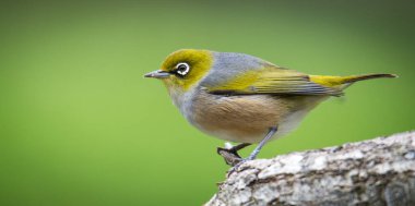 Silvereye or wax eye perched on branch isolated against out of focus background clipart