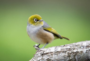 Silvereye ya da balmumu göze tünemiş dallar odak arkaplanından izole edilmiş