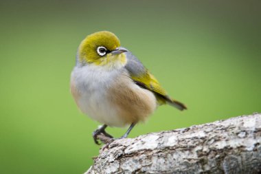 Silvereye ya da balmumu göze tünemiş dallar odak arkaplanından izole edilmiş