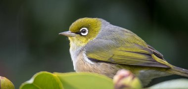 Silvereye ya da balmumu göze tünemiş dallar odak arkaplanından izole edilmiş