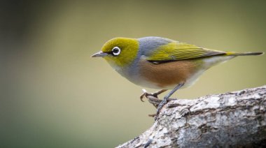 Silvereye ya da balmumu göze tünemiş dallar odak arkaplanından izole edilmiş