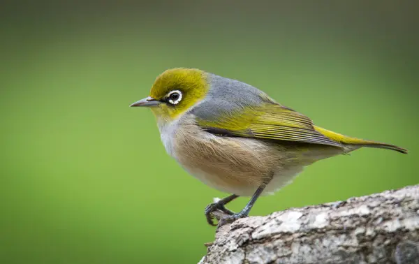 Silvereye ya da balmumu göze tünemiş dallar odak arkaplanından izole edilmiş