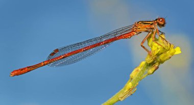 Yaprağın üzerinde dinlenen kırmızı bir kızböceğinin yakın çekimi.