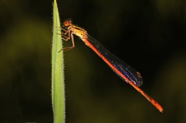 Yaprağın üzerinde dinlenen kırmızı bir kızböceğinin yakın çekimi.