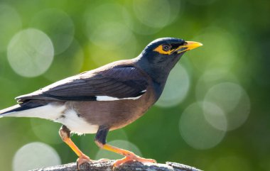 Mynah kuşuna yaklaş