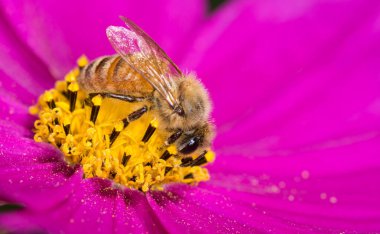 Bal arısı çiçekten nektar topluyor