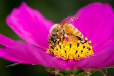 Bal arısı çiçekten nektar topluyor