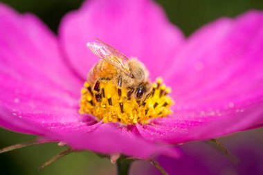 Bal arısı çiçekten nektar topluyor