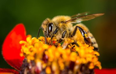 Bal arısı çiçekten nektar topluyor