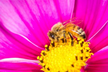 Bal arısı çiçekten nektar topluyor