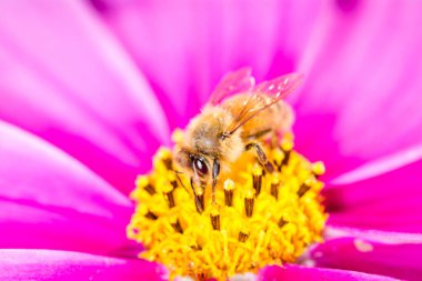 Bal arısı çiçekten nektar topluyor
