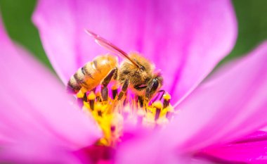 Bal arısı çiçekten nektar topluyor