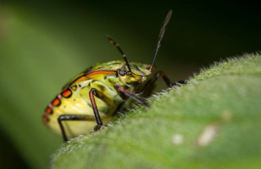 Koku böceği ya da kalkan böceğini kapatın.
