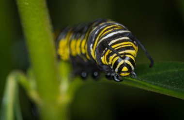 Bir yaprak üzerinde sürünen kral tırtılına yakın çekim
