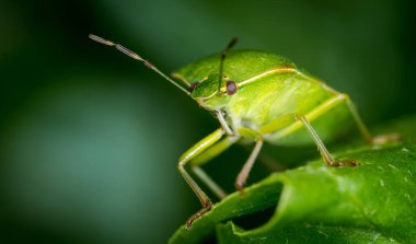 Koku böceği ya da kalkan böceğini kapatın.